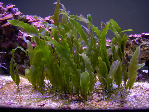 Caulerpa Prolifera algae marine seaweed