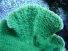 green plating montipora coral