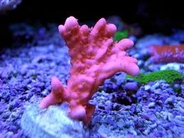 rare orange  montipora setosa coral