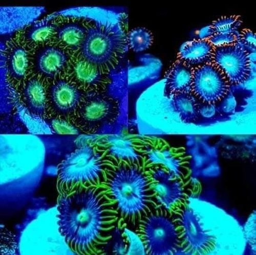 special offer 3 mixed randomly picked zoa cluster frags