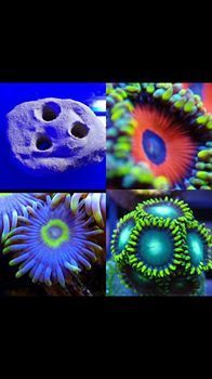 3 way frag plate holder comes with eagle eye,blow pop,radio active green zoas which fit the holder