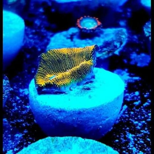 24k gold leptosersis  coral