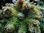 Large green ricordea yuma mushroom