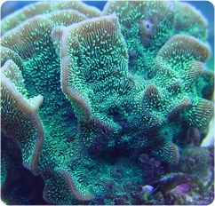 green pavona coral nice sps coral on plug