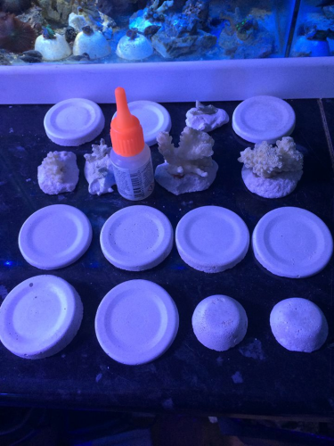FRAG MOUNTS kit  they are coral sand cast bases with live rock set into them dics and glue free postage