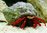 scarlet red leg hermit crab