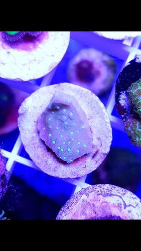 white polyped green plating coral