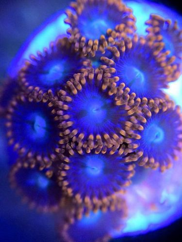 fire and ice zoa cluster
