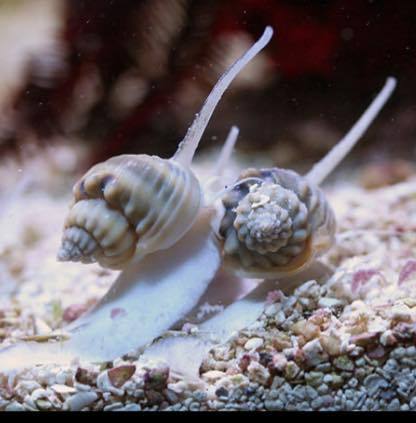 nassurius sand snail