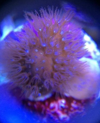 rare blue octo coral frag on frag plug