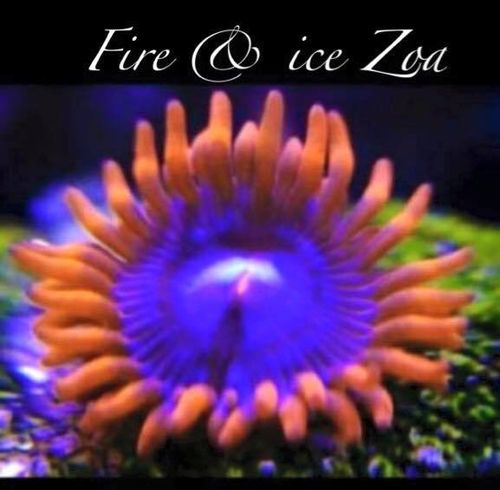 fire and ice zoa on frag plug