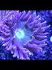 Australian blue green Duncan coral frag on large frag plug