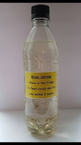 500ml adult and baby brine mix live food
