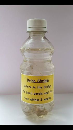 250ml live adult and baby brine mix