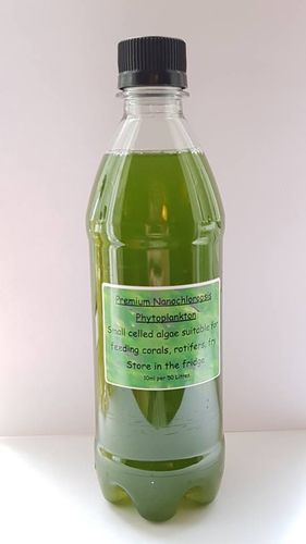 500ml bottle of live Nannochloropsis sp phytoplankton