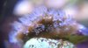 blue helliopora octo coral frag