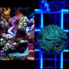 montipora spongodes and green pavona pack