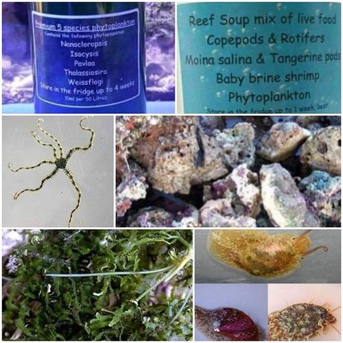 refugium set phyto, reefsoup, stometella, mini brittle stars, caulerpa and rock rubble