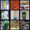 ultimate critter pack copepods, amphipods, stomatella, pellets phyto,brine, reefsoup, cheato,rock