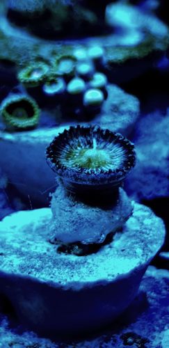 blue emerald button paly zoa