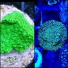 green pavona and green montipora plate twin pack