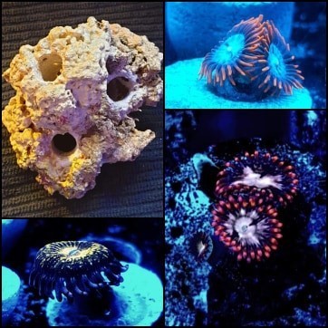 3 way live rock holder comes with tangelos, fire & ice and fairy dust zoas offer