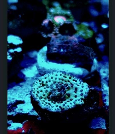 acropora efflo table coral on 32mm plug