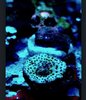 acropora efflo table coral on 32mm plug