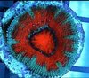 red and green striped acan lordhowensis frag