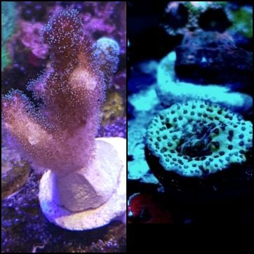 poccilapora and acropora efflo twin pack