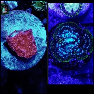 red montipora plate and ice psamacora set