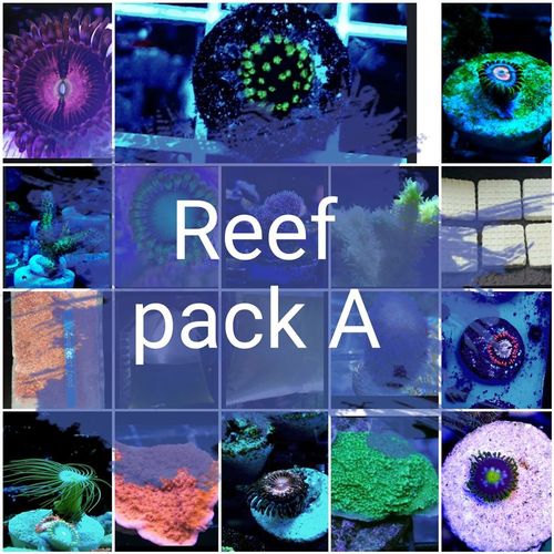 Reef pack A mixed coral and accessories bundle pack  27 piece pack