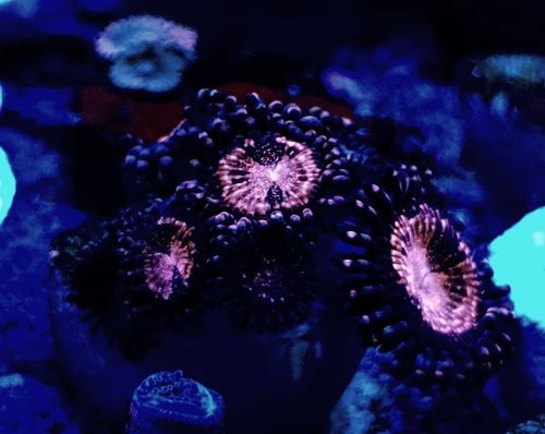 6 heads of fairy dust zoas special offer