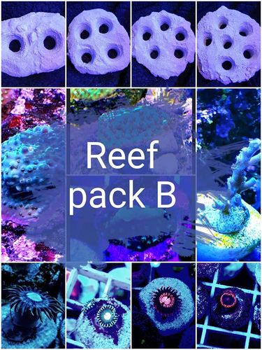 Reef pack B mixed coral and accessories bundle pack includes frag plates