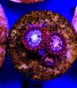 true fire and ice zoas