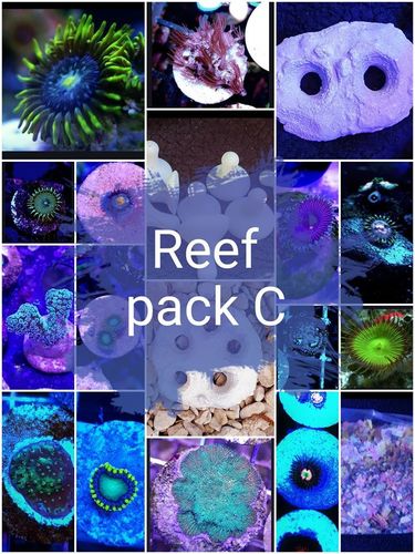 Reef pack C mixed coral and accessories bundle pack includes frag plates 27 piece set