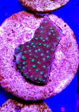 lime green polyped green montipora plate