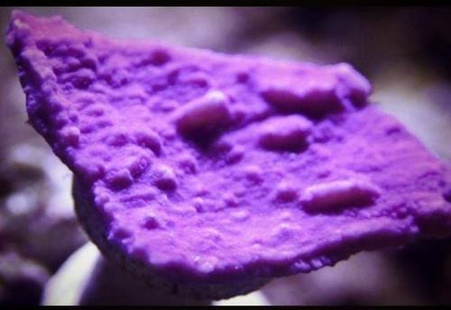 cadbury purple montipora plate frag