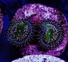 grimace paly zoa