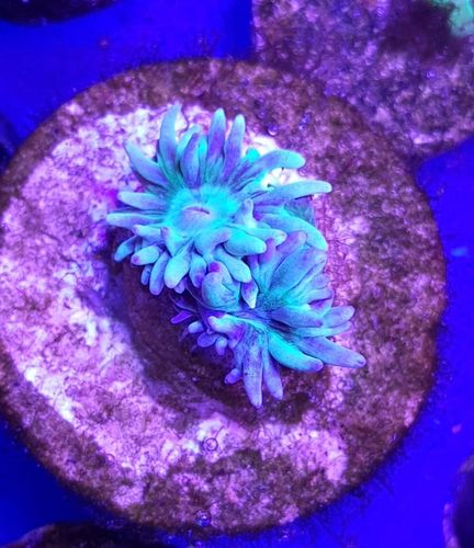two heads of green blue duncans lps coral frag