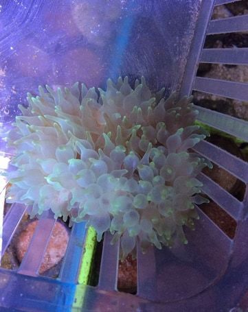 neon green bubble tip anemone