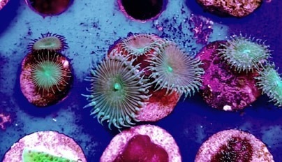 paly zoa set of 3 irish creams, sand paly and implosion