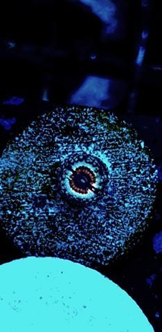 sonic flare special offer zoa