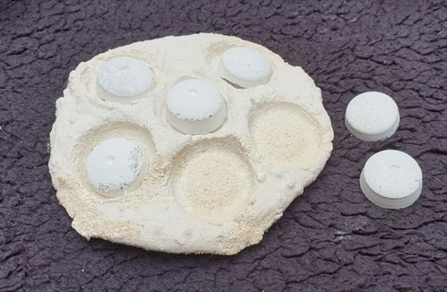 6 way frag dome holder plate comes with 6 frag domes