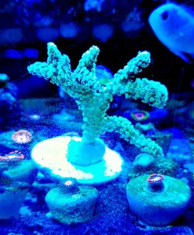 wysiwyg seratopora guttus coral