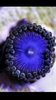 electric blue paly zoa