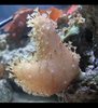white polyped devils fingers coral