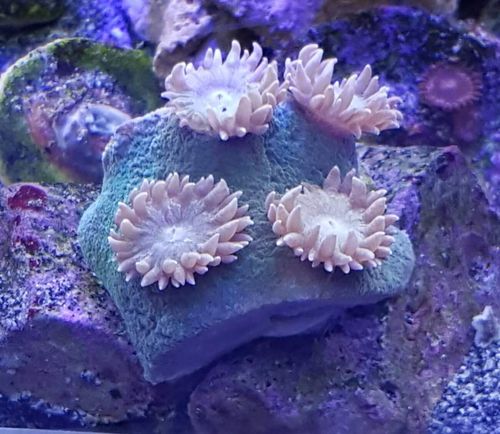 large polyped blue turbin coral frag