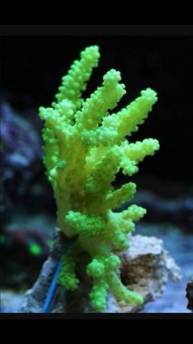 1-2 inch Green finger coral frag