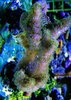 Green furry finger coral frag